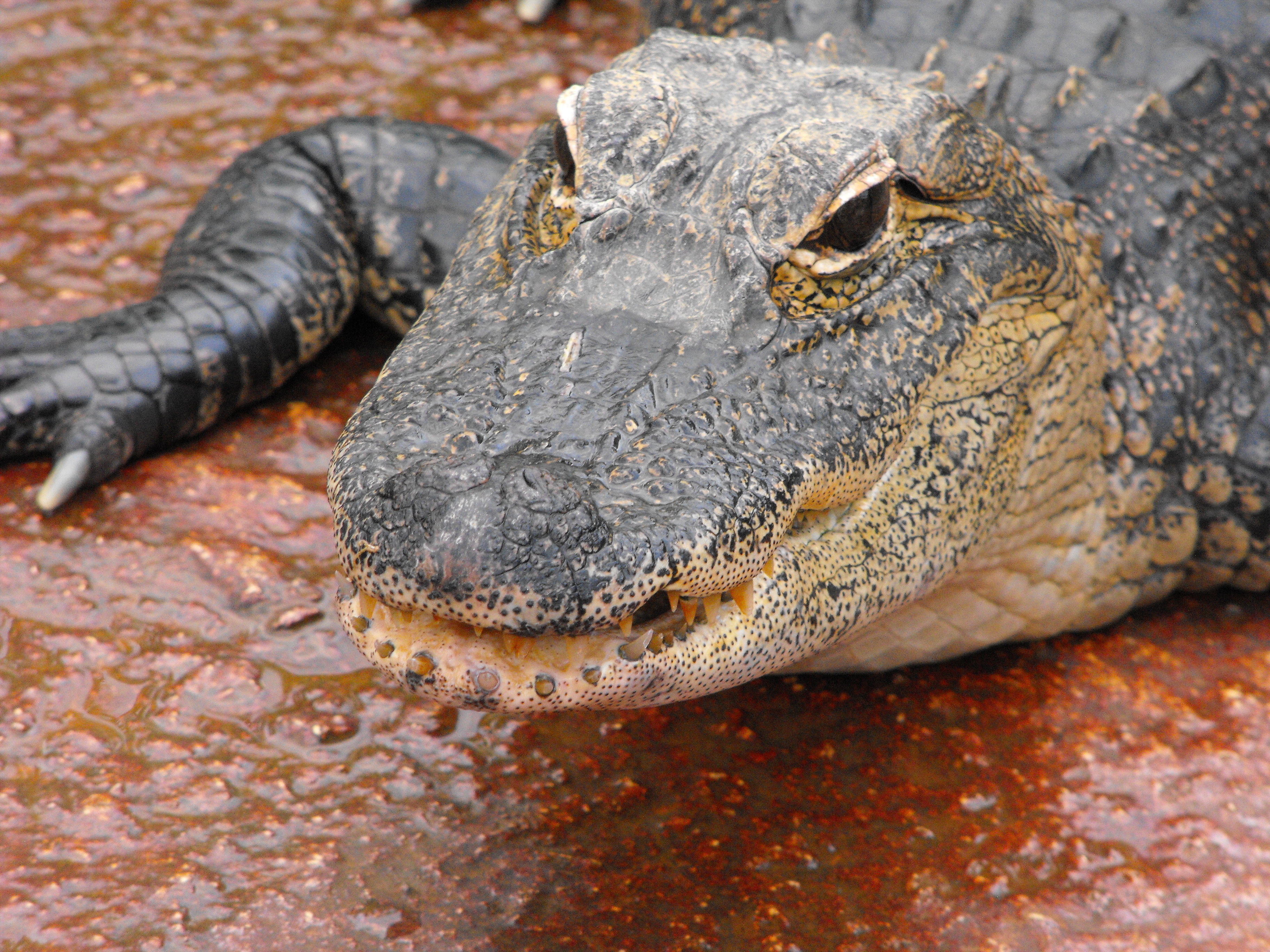 ./2012/Christmas/Aligator Farm/DSCF4295.JPG